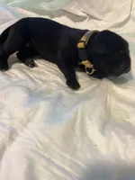 Yellow collar, a female Cane Corso for sale in Oklahoma City, OK – 14 of 14