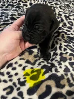 Yellow collar, a female Cane Corso for sale in Oklahoma City, OK – 10 of 14