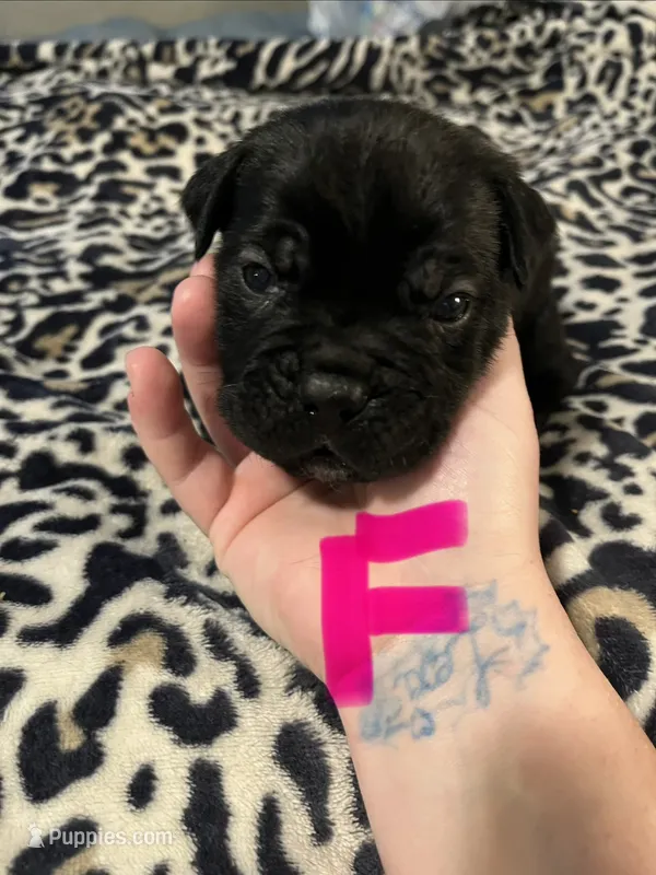 Pink collar – Cane Corso puppy for sale in Oklahoma City, OK
