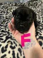 Pink collar, a female Cane Corso for sale in Oklahoma City, OK – 1 of 13