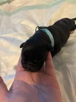 Light blue, a male Cane Corso for sale in Oklahoma City, OK – 8 of 10