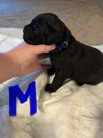 Dark blue, a male Cane Corso for sale in Oklahoma City, OK – 1 of 8