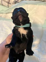 Light blue, a male Cane Corso for sale in Oklahoma City, OK – 4 of 10