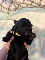 Yellow collar, a female Cane Corso for sale in Oklahoma City, OK – 9 of 14