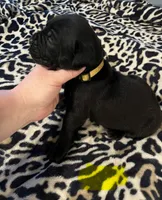 Yellow collar, a female Cane Corso for sale in Oklahoma City, OK – 6 of 14