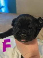 Purple collar, a female Cane Corso for sale in Oklahoma City, OK – 8 of 12