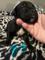 Light blue, a male Cane Corso for sale in Oklahoma City, OK – 9 of 10