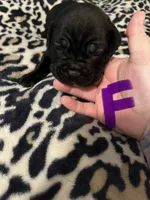Purple collar, a female Cane Corso for sale in Oklahoma City, OK – 10 of 12