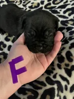 Purple collar, a female Cane Corso for sale in Oklahoma City, OK – 12 of 12