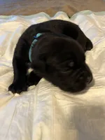 Light blue, a male Cane Corso for sale in Oklahoma City, OK – 6 of 10