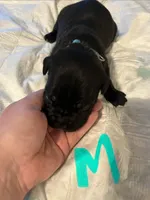 Light blue, a male Cane Corso for sale in Oklahoma City, OK – 2 of 10