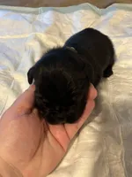 Green collar, a male Cane Corso for sale in Oklahoma City, OK – 4 of 9