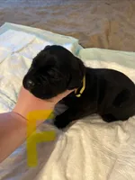 Yellow collar, a female Cane Corso for sale in Oklahoma City, OK – 5 of 14
