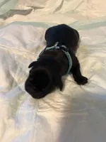 Light blue, a male Cane Corso for sale in Oklahoma City, OK – 5 of 10