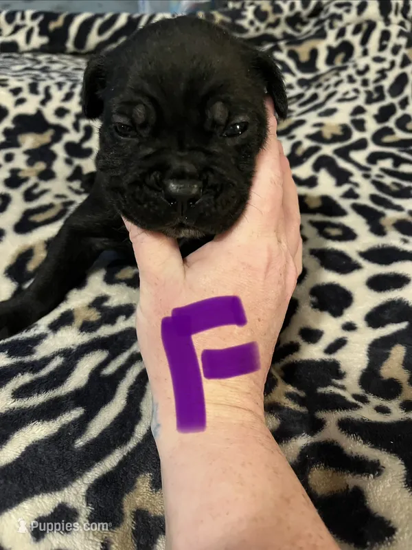 Purple collar – Cane Corso puppy for sale in Oklahoma City, OK