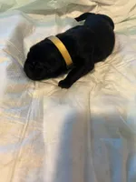 Yellow collar, a female Cane Corso for sale in Oklahoma City, OK – 11 of 14