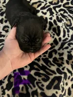 Purple collar, a female Cane Corso for sale in Oklahoma City, OK – 11 of 12