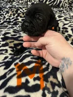 Orange collar, a male Cane Corso for sale in Oklahoma City, OK – 1 of 9