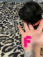 Pink collar, a female Cane Corso for sale in Oklahoma City, OK – 12 of 13