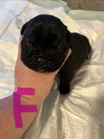 Pink collar, a female Cane Corso for sale in Oklahoma City, OK – 9 of 13