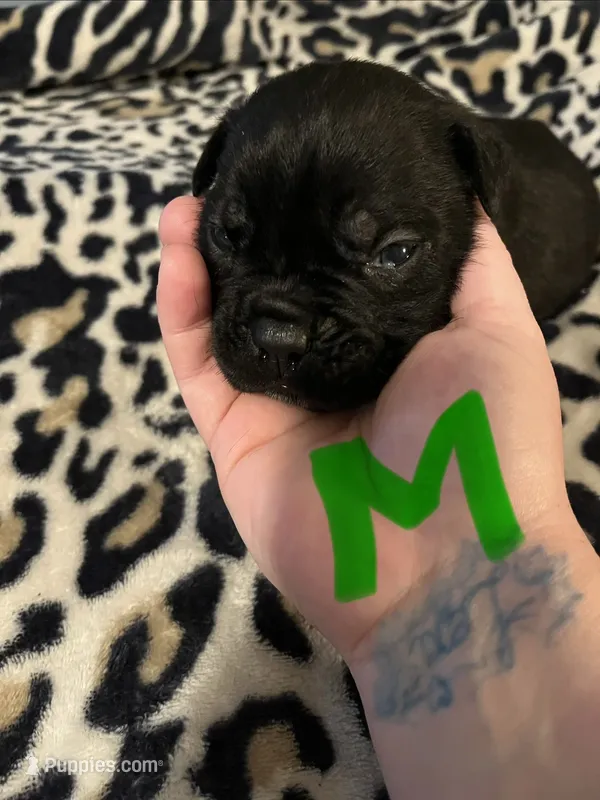 Green collar – Cane Corso puppy for sale in Oklahoma City, OK