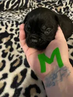 Green collar, a male Cane Corso for sale in Oklahoma City, OK – 1 of 9