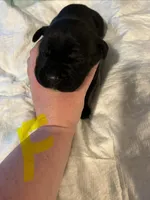 Yellow collar, a female Cane Corso for sale in Oklahoma City, OK – 7 of 14
