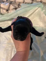 Purple collar, a female Cane Corso for sale in Oklahoma City, OK – 4 of 12