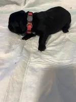 Pink collar, a female Cane Corso for sale in Oklahoma City, OK – 5 of 13
