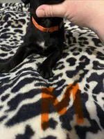 Orange collar, a male Cane Corso for sale in Oklahoma City, OK – 9 of 9