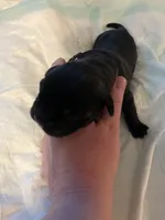 Purple collar, a female Cane Corso for sale in Oklahoma City, OK – 5 of 12