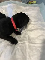 Pink collar, a female Cane Corso for sale in Oklahoma City, OK – 7 of 13