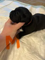Orange collar, a male Cane Corso for sale in Oklahoma City, OK – 5 of 9