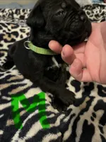 Green collar, a male Cane Corso for sale in Oklahoma City, OK – 8 of 9