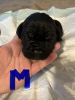 Dark blue, a male Cane Corso for sale in Oklahoma City, OK – 3 of 8