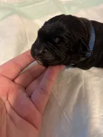 Dark blue, a male Cane Corso for sale in Oklahoma City, OK – 7 of 8