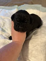 Dark blue, a male Cane Corso for sale in Oklahoma City, OK – 5 of 8
