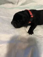 Pink collar, a female Cane Corso for sale in Oklahoma City, OK – 3 of 13