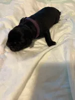 Purple collar, a female Cane Corso for sale in Oklahoma City, OK – 3 of 12
