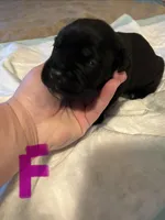 Purple collar, a female Cane Corso for sale in Oklahoma City, OK – 9 of 12
