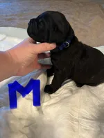 Dark blue, a male Cane Corso for sale in Oklahoma City, OK – 2 of 8
