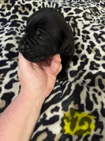 Yellow collar, a female Cane Corso for sale in Oklahoma City, OK – 8 of 14