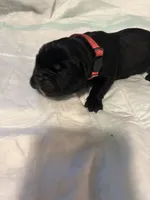 Pink collar, a female Cane Corso for sale in Oklahoma City, OK – 6 of 13