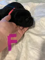 Pink collar, a female Cane Corso for sale in Oklahoma City, OK – 2 of 13