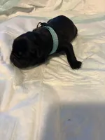 Light blue, a male Cane Corso for sale in Oklahoma City, OK – 7 of 10