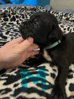 Light blue, a male Cane Corso for sale in Oklahoma City, OK – 10 of 10