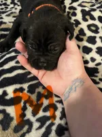 Orange collar, a male Cane Corso for sale in Oklahoma City, OK – 8 of 9