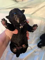 Purple collar, a female Cane Corso for sale in Oklahoma City, OK – 2 of 12