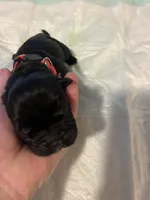 Pink collar, a female Cane Corso for sale in Oklahoma City, OK – 10 of 13