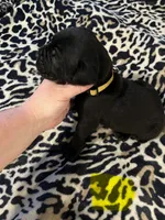 Yellow collar, a female Cane Corso for sale in Oklahoma City, OK – 2 of 14